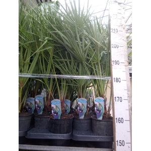 Chamaerops humilis
