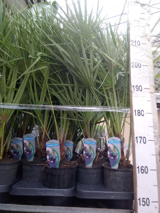 <h4>Chamaerops humilis</h4>