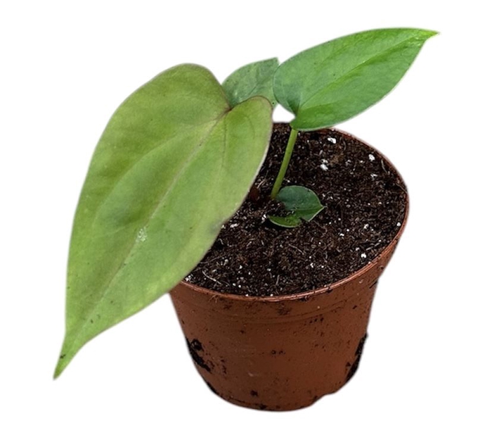 <h4>Anthurium blad</h4>