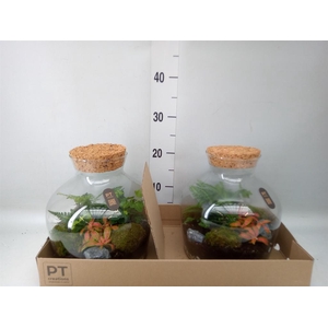Arr.   Kamerplant Groen H%
