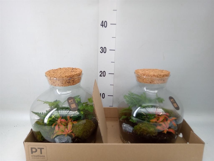 <h4>Arr.   Kamerplant Groen H%</h4>