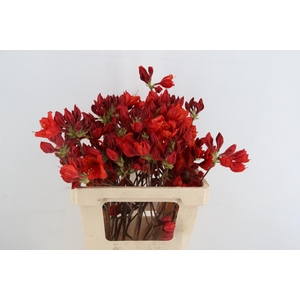 RHODO. NEW RED 050CM