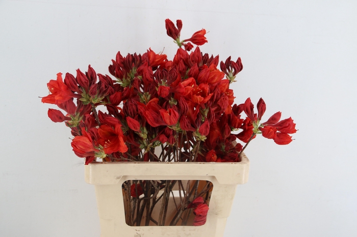 <h4>RHODO. NEW RED 050CM</h4>