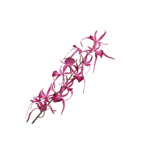 Oncidium Pink Velvet Diamond