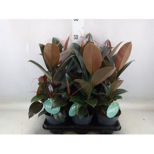 Ficus elastica 'Melany'