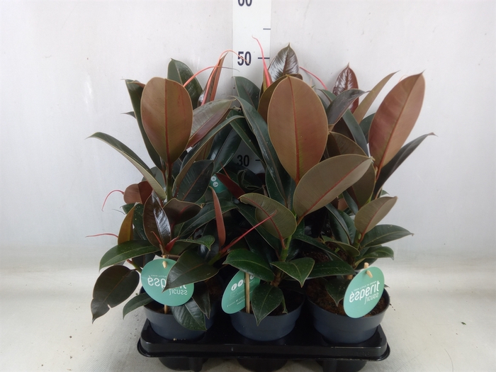 <h4>Ficus elastica 'Melany'</h4>