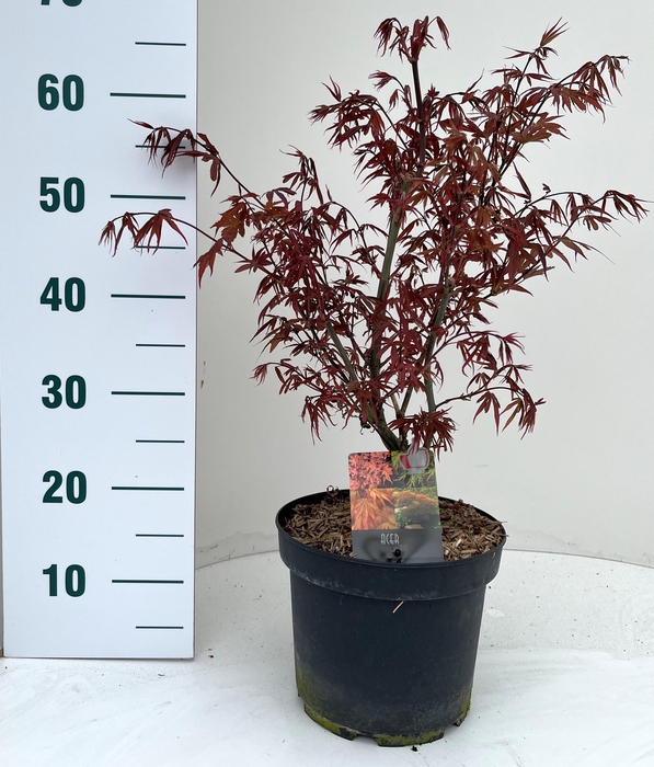 <h4>ACER PA SKEET BROOM</h4>