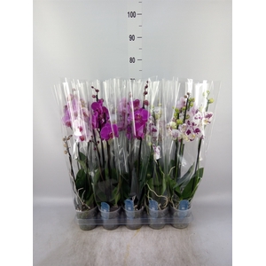 Phalaenopsis   ...mix  5