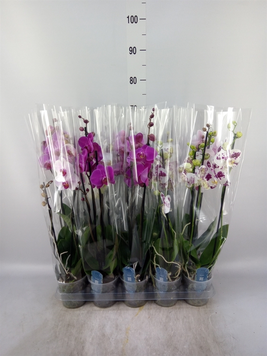 <h4>Phalaenopsis   ...mix  5</h4>