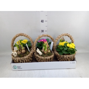 Arr.   Tuinplanten L%