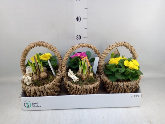 <h4>Arr.   Tuinplanten L%</h4>