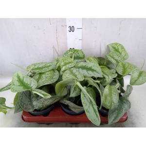 Scindapsus pictus 'Trebie'