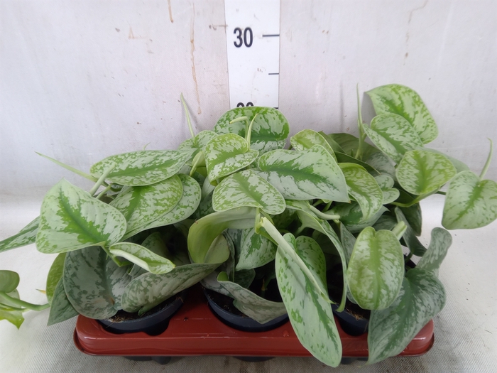 <h4>Scindapsus pictus 'Trebie'</h4>