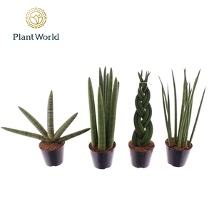 Sansevieria mix P10,5