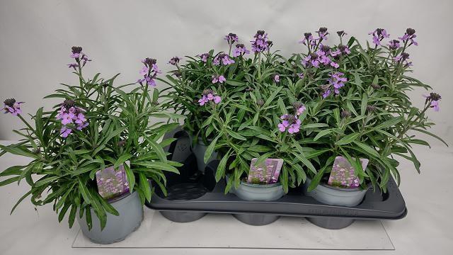 <h4>ERYS BOWLES MAUVE</h4>