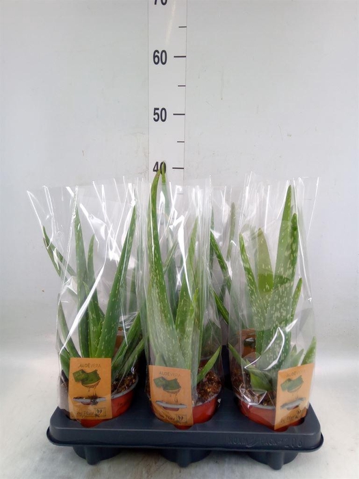 <h4>Aloe vera</h4>