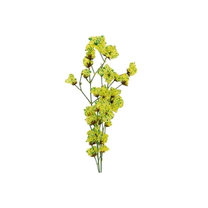 Dried Artz Bougainvillea Van Gogh Bunch