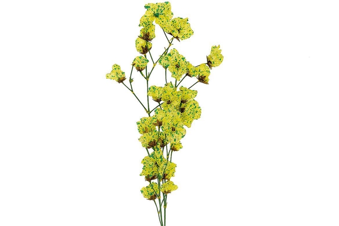 Dried Artz Bougainvillea Van Gogh Bunch