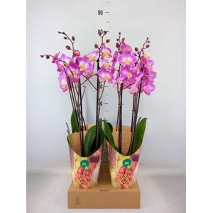 Phalaenopsis  'Ant Split'