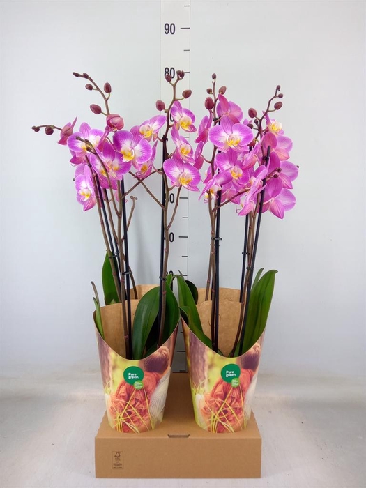 <h4>Phalaenopsis  'Ant Split'</h4>