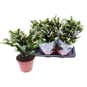 Schlumbergera overig