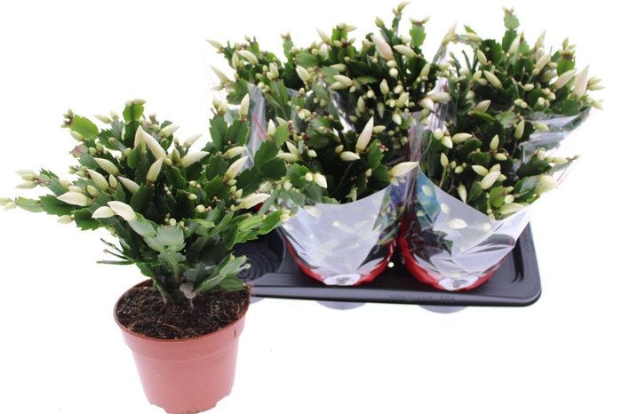 <h4>Schlumbergera overig</h4>