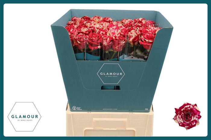 <h4>R Gr Harlequin</h4>