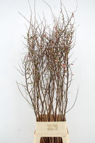 CHAENOMELES JAPONICA PINK 140CM