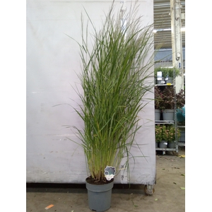 Panicum virgatum 'Warrior'