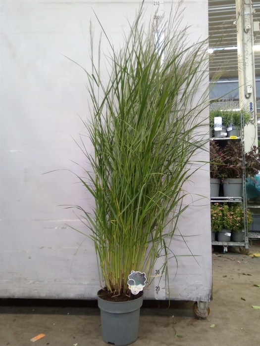 <h4>Panicum virgatum 'Warrior'</h4>