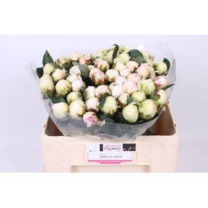 Paeonia Bowl Of Cream