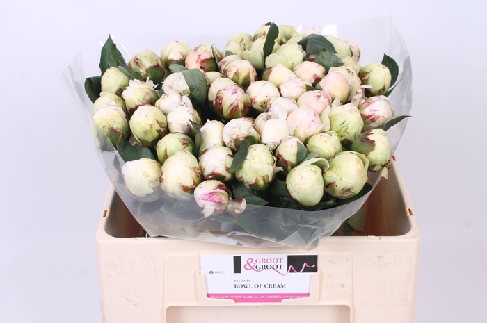 <h4>Paeonia Bowl Of Cream</h4>