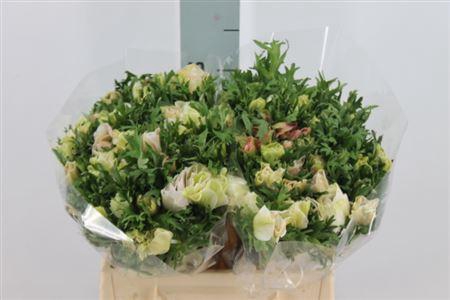 <h4>Anemone Mistral White</h4>