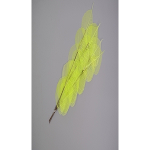 Dried Bleached Ficus Stem Green