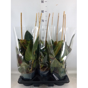 Philodendron melanochrysum