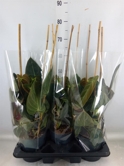 <h4>Philodendron melanochrysum</h4>