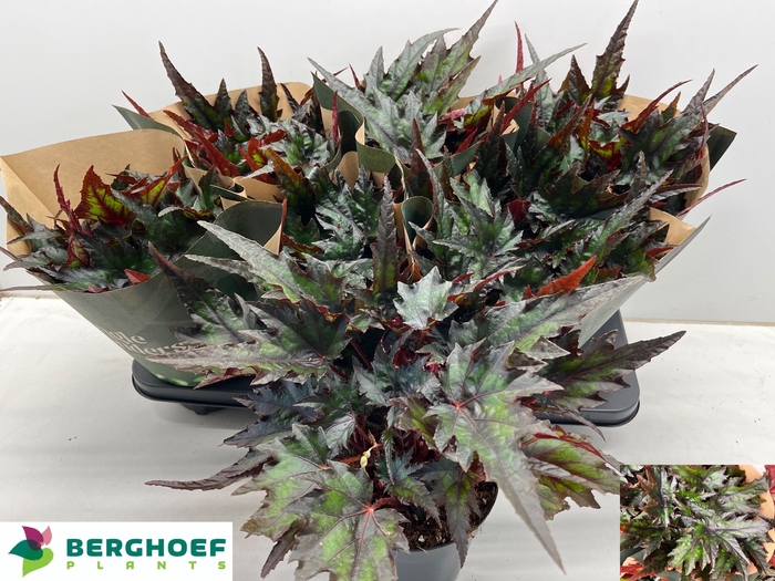 <h4>BEG BLAD OV</h4>