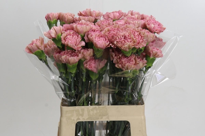 Dianthus St Lege Pink