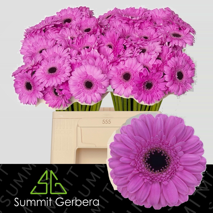 <h4>GE MI DOLCETTO</h4>