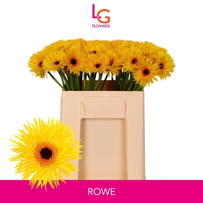 <h4>GERMINI PUNKI ROWE</h4>