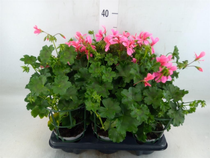 <h4>Geranium   ...</h4>