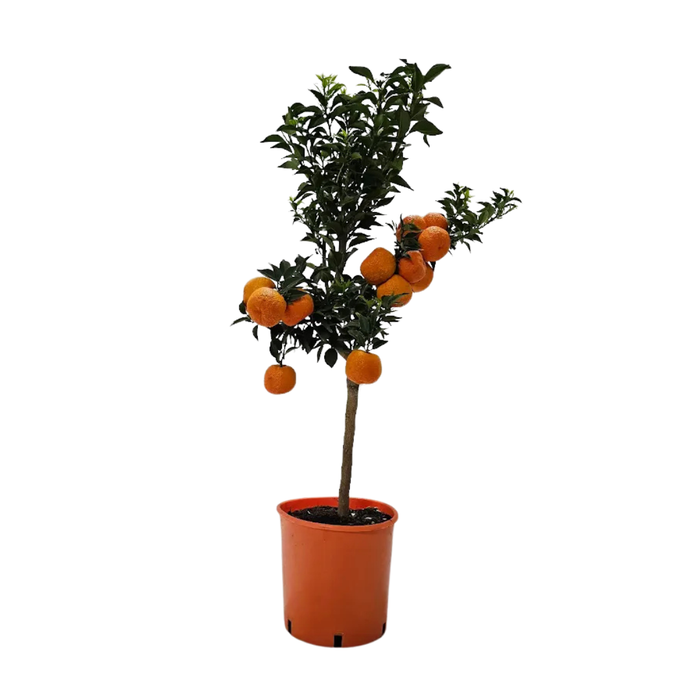 <h4>Citrus aurantium 'Chinotto'</h4>