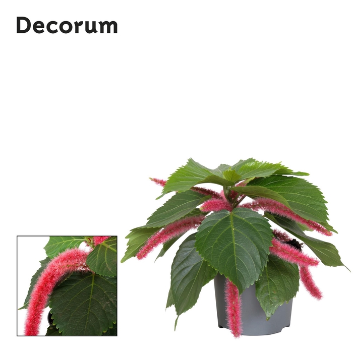 <h4>Acalypha Hispida Pink Decorum</h4>