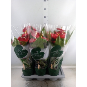 Anthurium andr. 'Nevada'