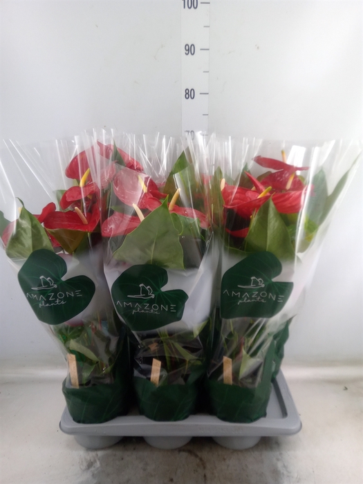<h4>Anthurium andr. 'Nevada'</h4>