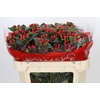 Hypericum True Romance Spray