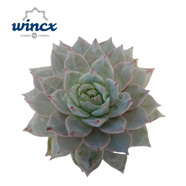 <h4>Echeveria Bluebird Cutflower</h4>