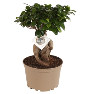 Ficus m. Ginseng pot ø20cm Carbon Free pot