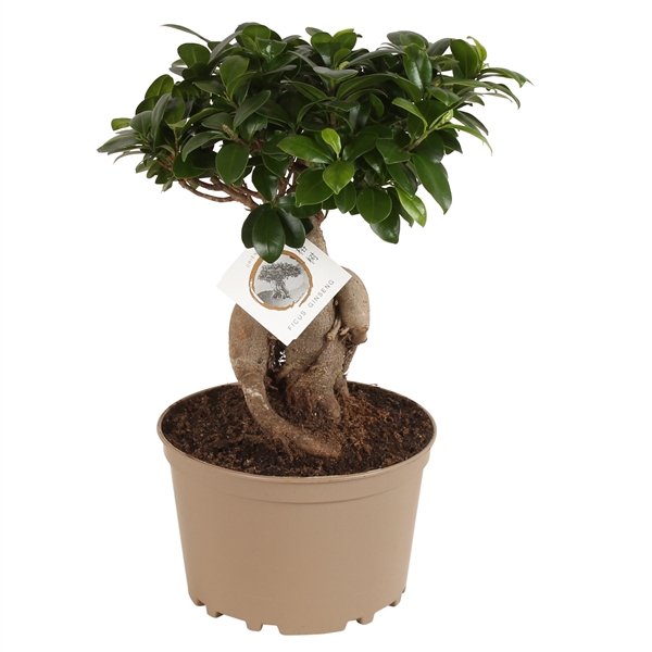 <h4>Ficus m. Ginseng pot ø20cm Carbon Free pot</h4>