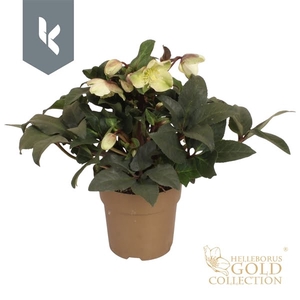 HGC Helleborus Marlon in het goud